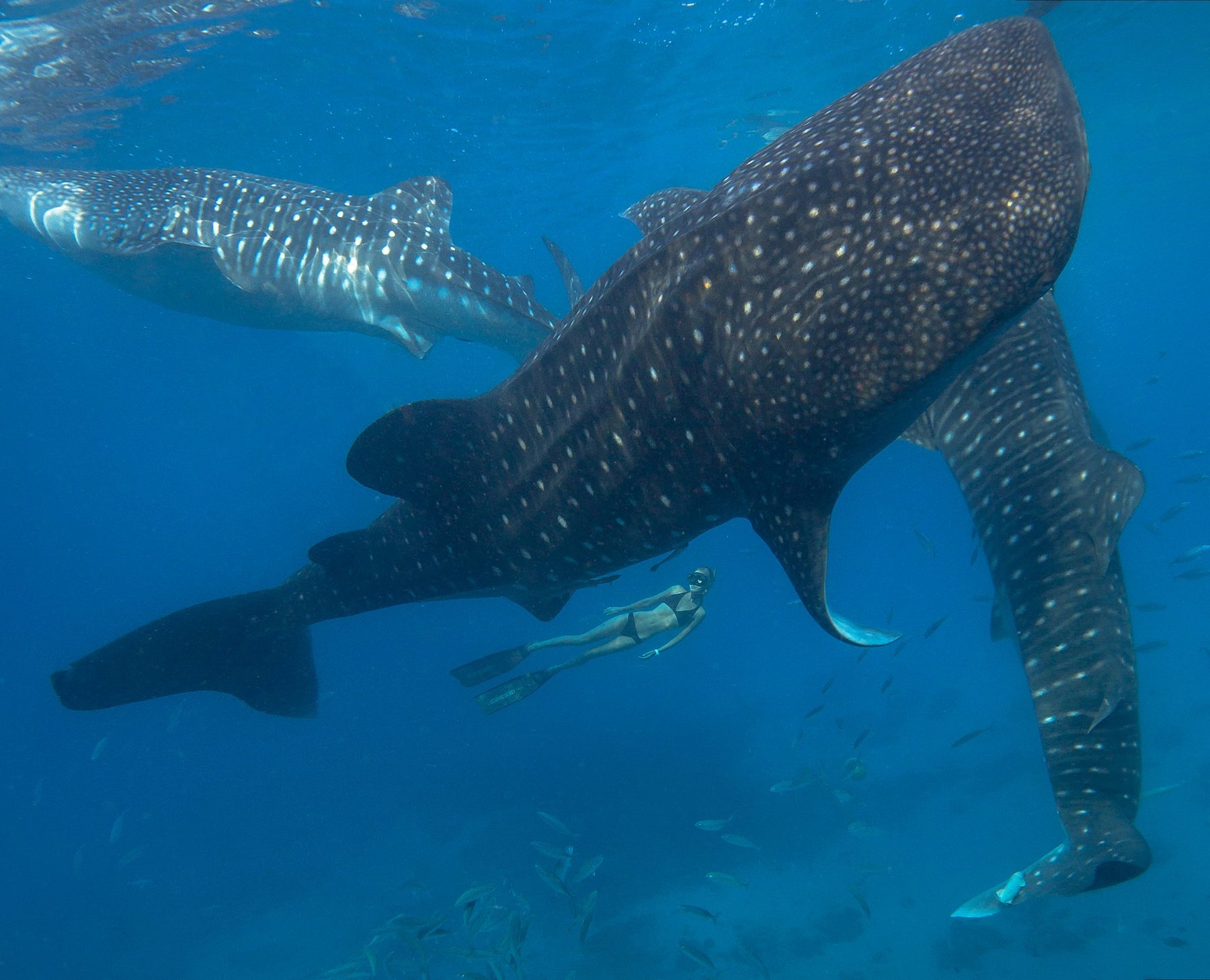 OCEAN RAMSEY SIGNATURE SHARK CLASSIC CLIP WHALE SHARKS